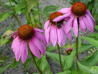 26._Juli_2008_016kl.23_Echinacea_purpurea.JPG