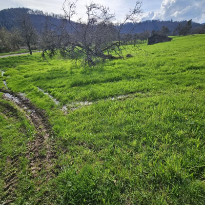 Spuren in der Wiese 20240319_154816.jpg