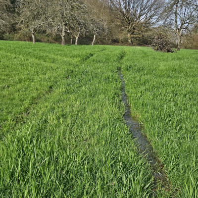 Spuren in der Wiese 20240319_155325.jpg