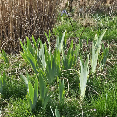 Iris pallida 20240319_155435.jpg