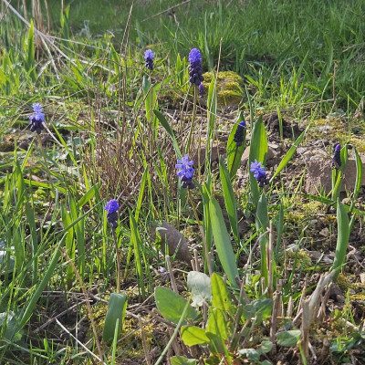 Muscari latifolium 20240319_155905.jpg