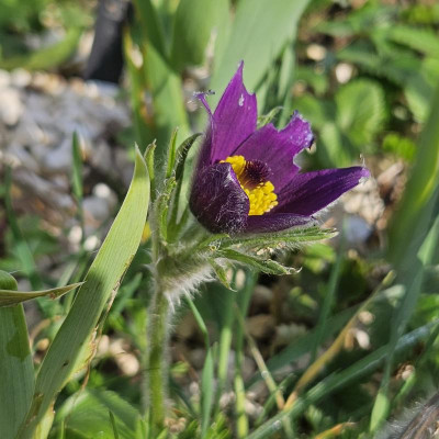 Pulsatilla vulgaris 20240319_155942.jpg
