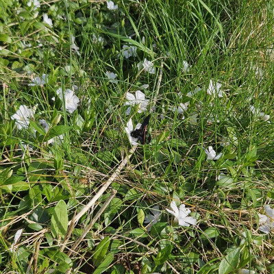 Schwarze Holzbiene in weißem Immergrün 20240319_160023.jpg