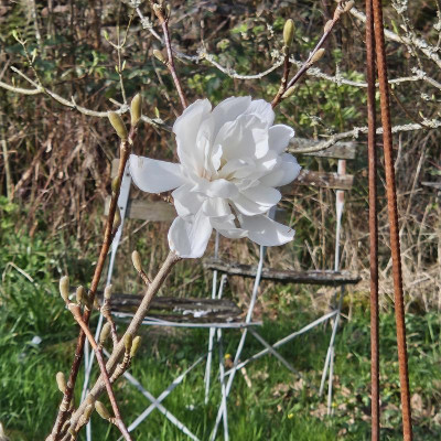Magnolia loebneri Wildcat 20240319_161027.jpg