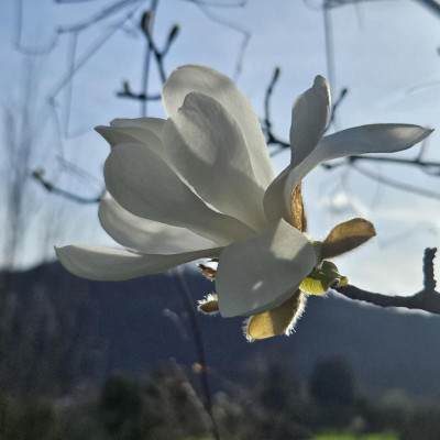 Magnolia x loebneri 'Merrill' 20240319_161122.jpg