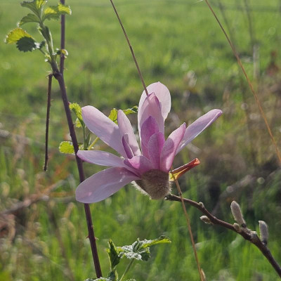 Magnolia x loebneri Leonard Messel 20240319_161543.jpg