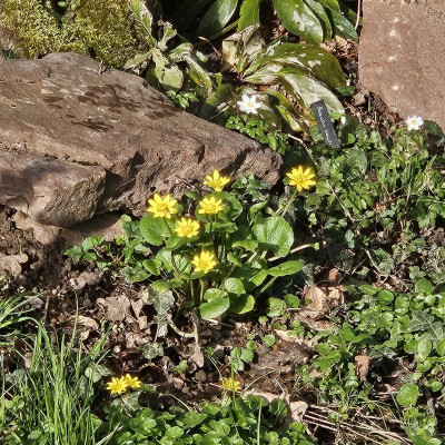 Ranunculus ficaria wie Trollblumen 20240319_162207.jpg