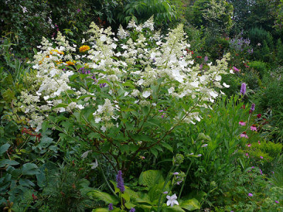 Hydrangea_P..jpg