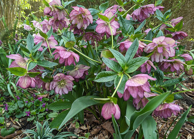 Helleborus Double Ellen Picotée.jpg