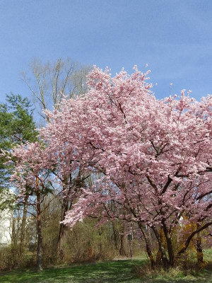 UpBaum.jpg