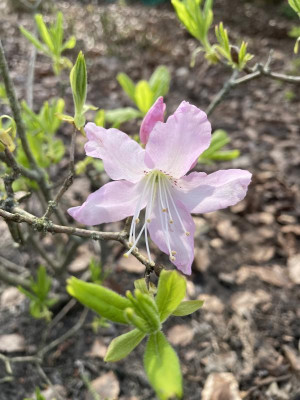 Azalea schlippenbachii Marz 2024.jpg
