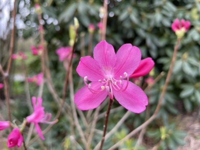 Azalea albrechtii März 2024.jpg
