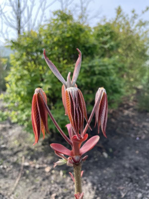 Aesculus wilsonii Austrieb März 2024.jpg
