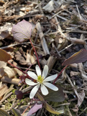 Jeffersonia diphylla 2024 g.jpg