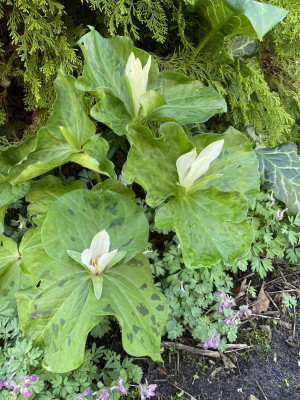 Trillium albidum März 2024.jpg