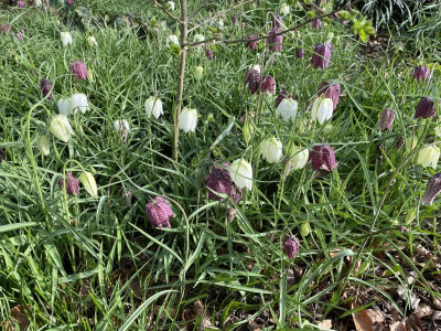 Fritillaria meleagris Mix 2024.jpg