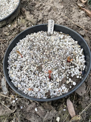 Aesculus flava Germination March 2024.jpg