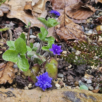 Hepatica nobilis Maria Theresia 20240318_134114.jpg