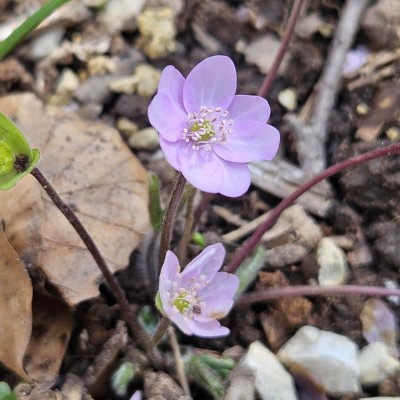 Hepatica nobilis Rosa Ballkleid 20240321_113712.jpg