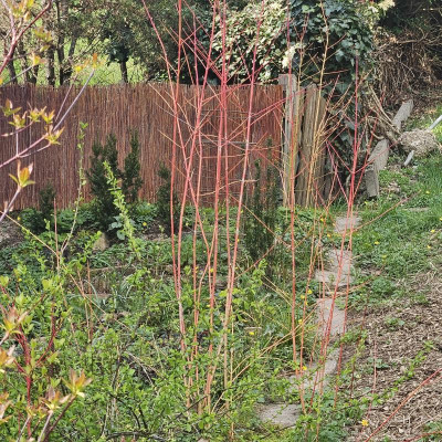 Cornus Anny's Winter Orange 20240321_125144.jpg
