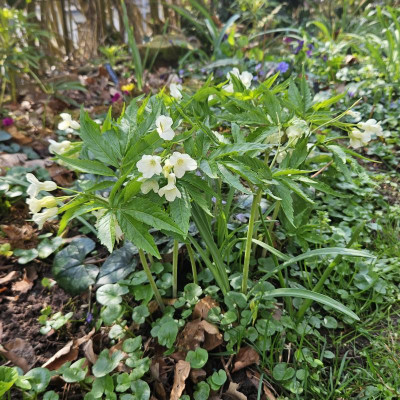 Cardamine kitaibelii 20240321_113650.jpg