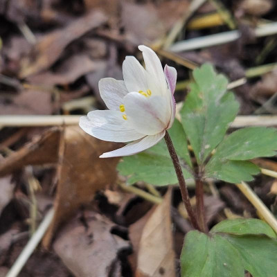 Anemone nemorosa Frühlingsfee 20240321_113722.jpg