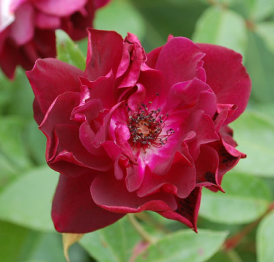 Burgundy_Ice_0010__33643.jpg