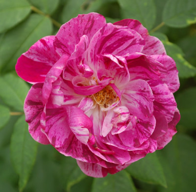 Comandant_Beaurepaire_0010_DSC_3790.jpg