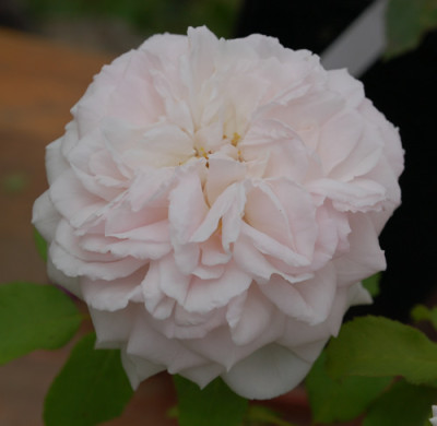 Elisa_Boelle_0010__33651.jpg