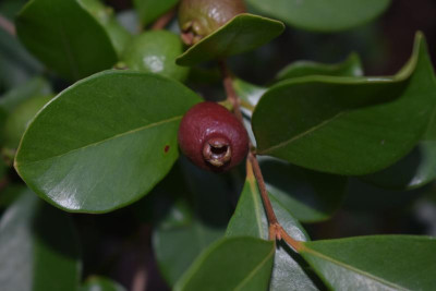 Erdbeerguave 008.JPG