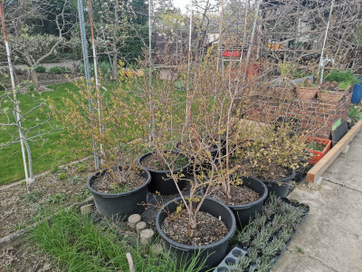 Heidelbeeren 20240321.jpeg