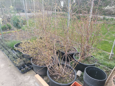 Heidelbeeren 20240321-2.jpeg