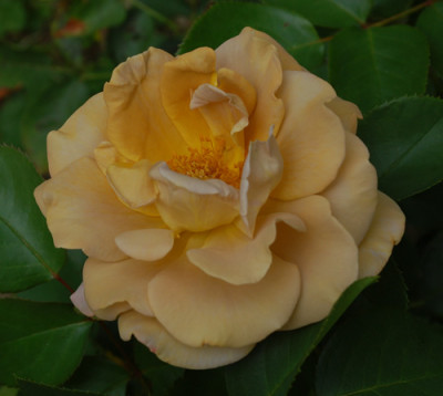 Honey_Dijon_0010_DSC_3778.jpg