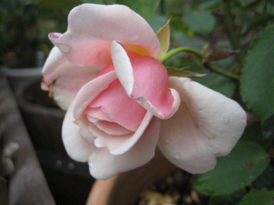 IMG_3267_Small.JPG