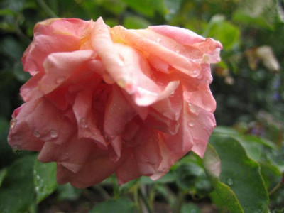 IMG_3253_Small.JPG