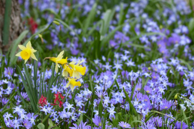 Narcissus pseudonarcissus.jpg