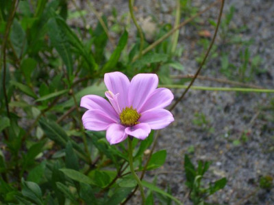 26._Juli_2008_013kl.22_Cosmos_peuce._Flamingo_Einzelbl..JPG