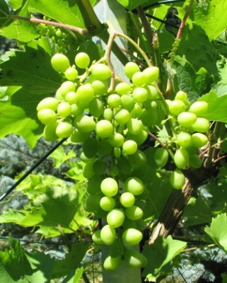 wein01.JPG
