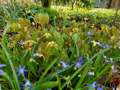 Epimedium Flowers of Sulphur.jpg