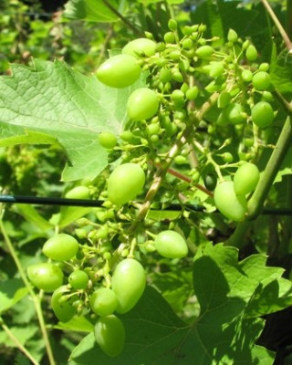 wein03.JPG