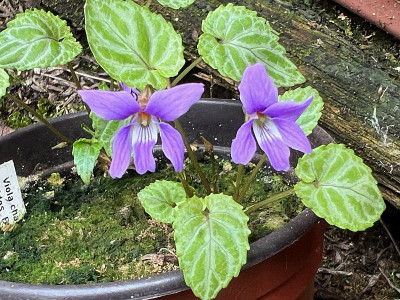 2024-03-16 Viola selkirkii variegata.jpg