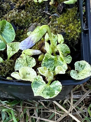 2024-03-23 Viola sororia Speckles.jpg