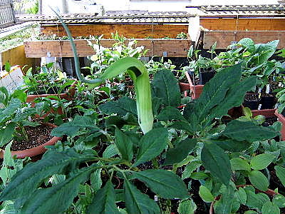 DSCF5574.JPG