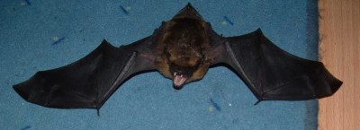 Batman.jpg