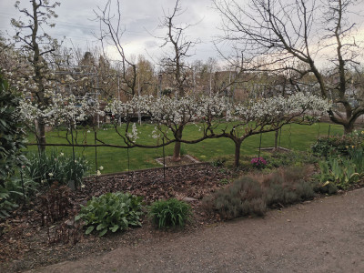 Mirabelle Spalier 20240323.jpeg