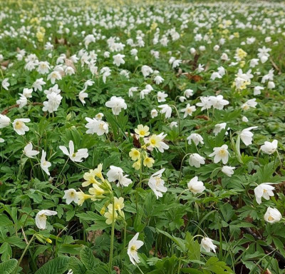 20240324_140312 Anemone nem_kl.jpg