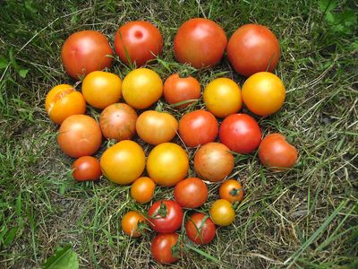 Tomatenernte_I.jpg