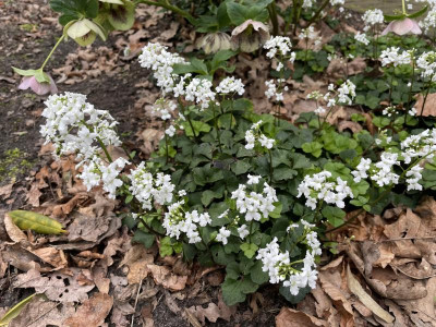 Cardamine trifolia März 2024.jpg