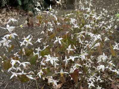 Epimedium stellulatum Wudang Star März 2024.jpg