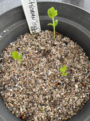 Chionanthus retusus Gerrmination März 2024.jpg
